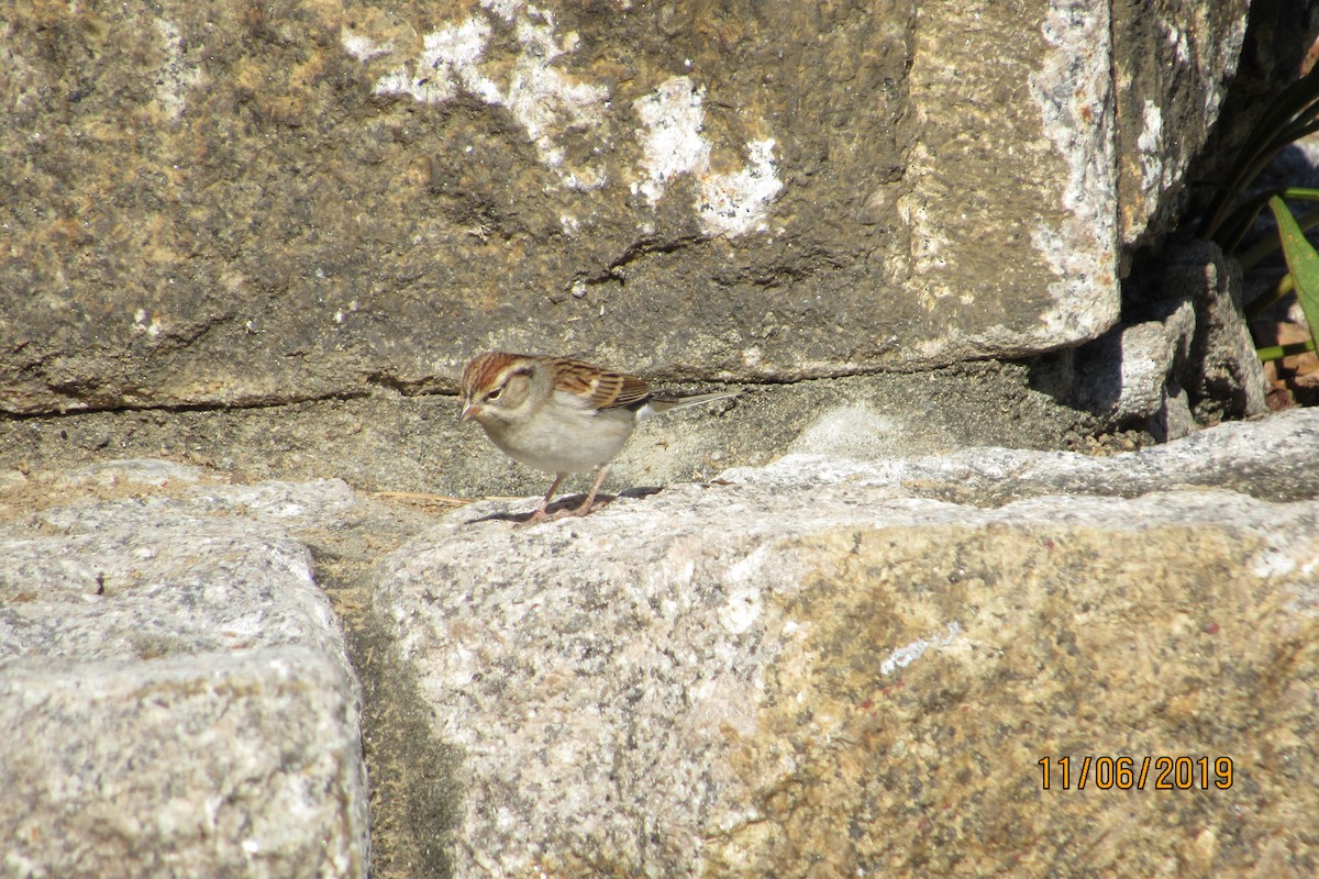 Chipping Sparrow - ML186337721
