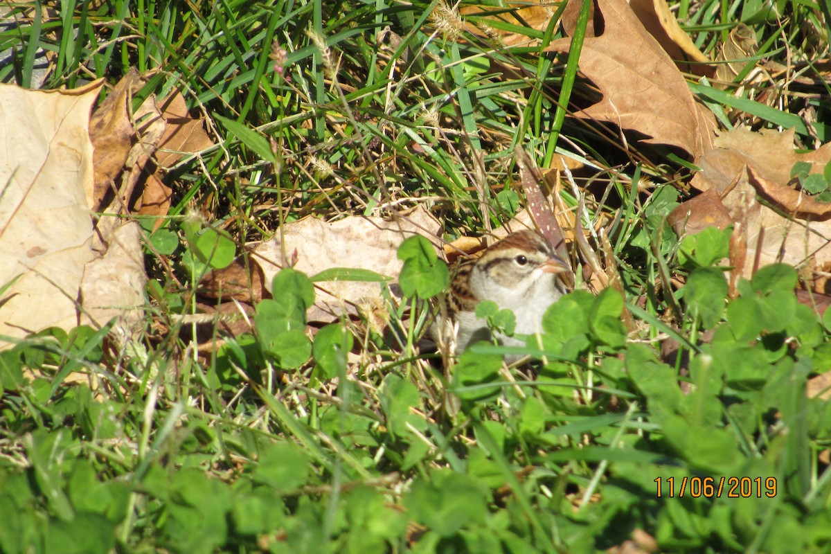 Chipping Sparrow - ML186337751