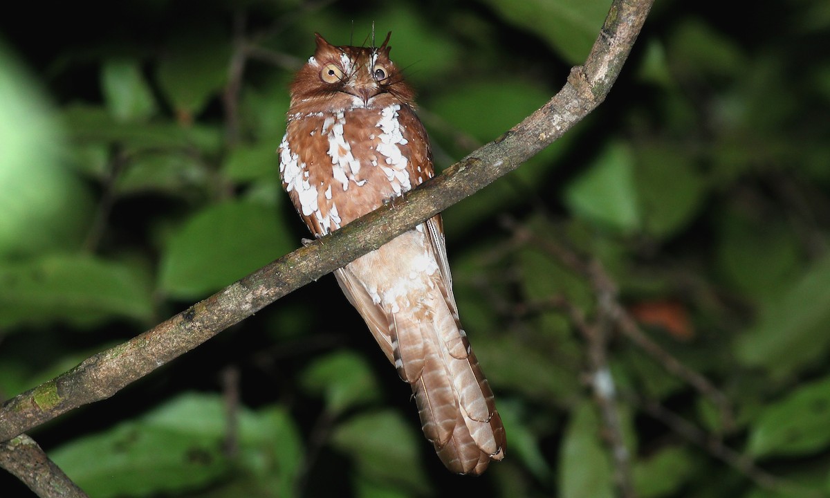Starry Owlet-nightjar - Ashley Banwell