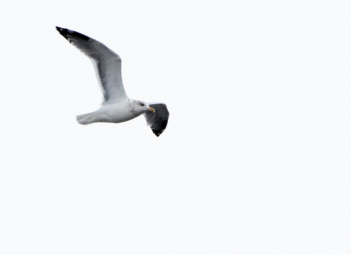 Herring Gull - ML186338381