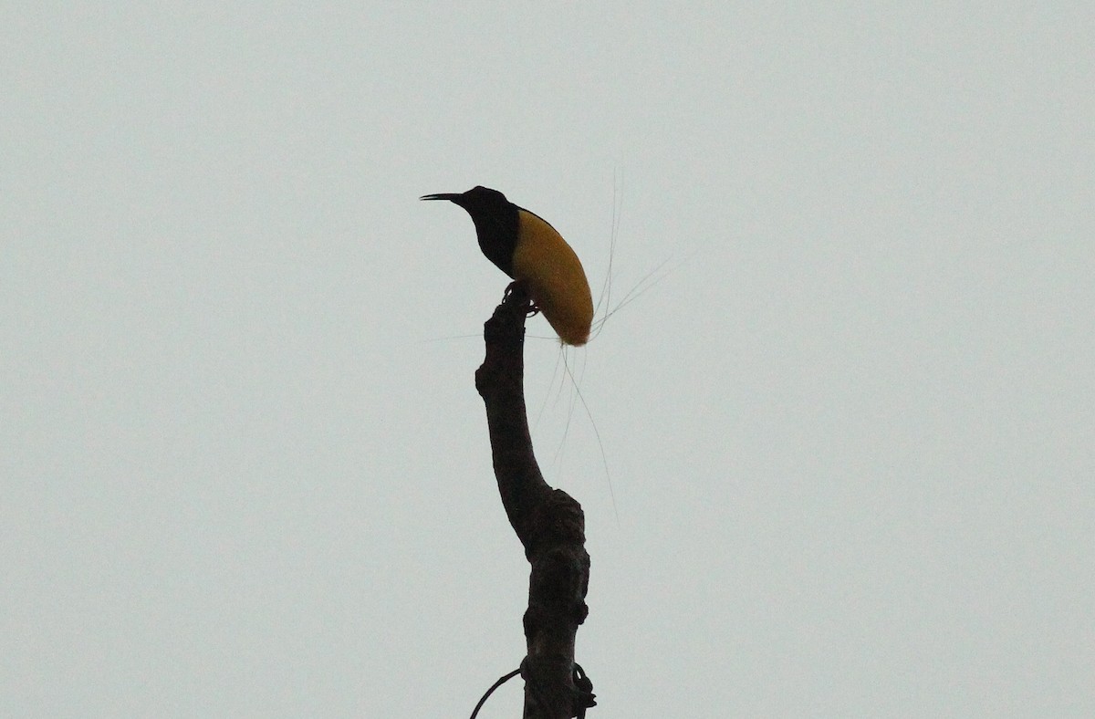 Twelve-wired Bird-of-Paradise - ML186338661