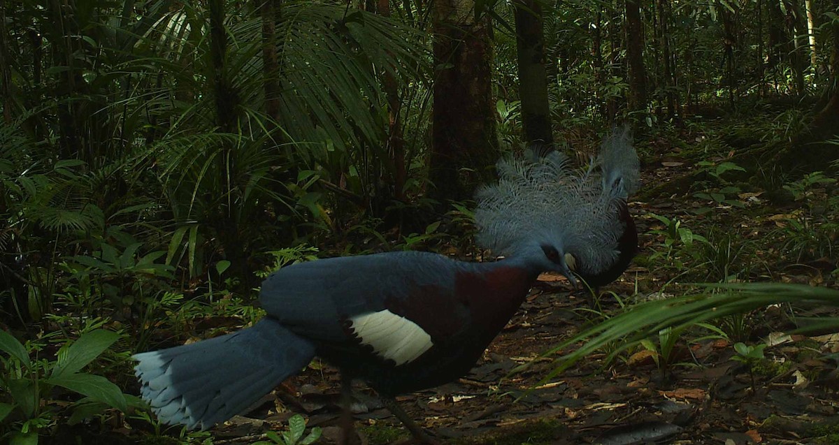 Sclater's Crowned-Pigeon - ML186340291
