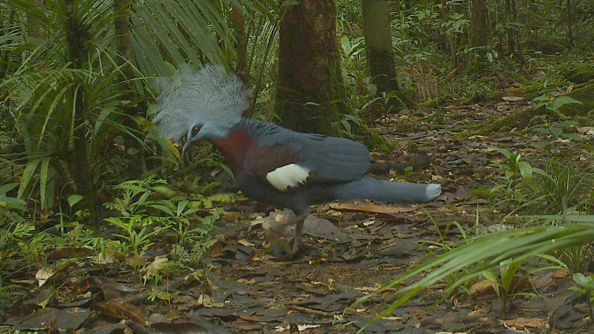 Sclater's Crowned-Pigeon - ML186340301