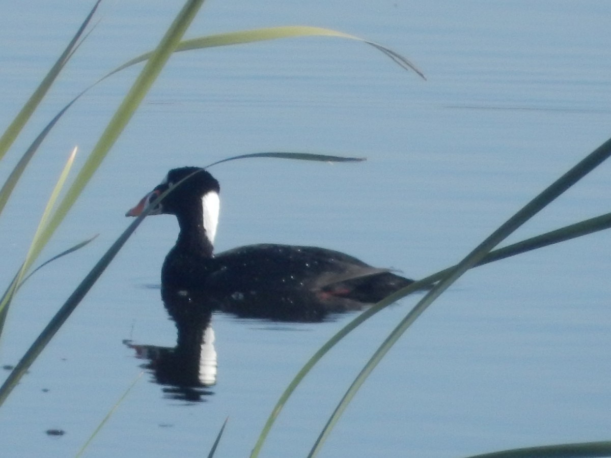 Surf Scoter - Xavier Sandoval