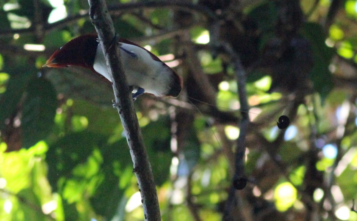 King Bird-of-Paradise - ML186341131