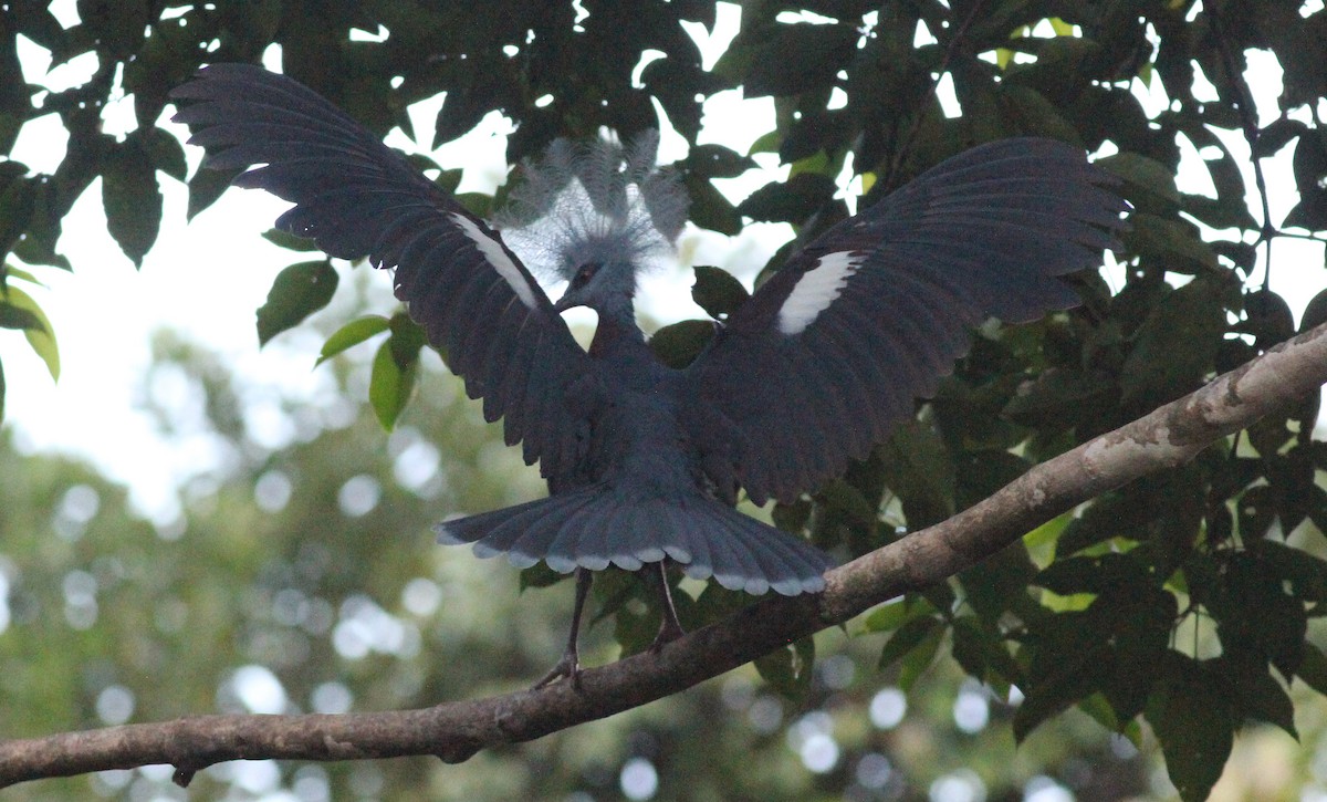 Sclater's Crowned-Pigeon - ML186342081