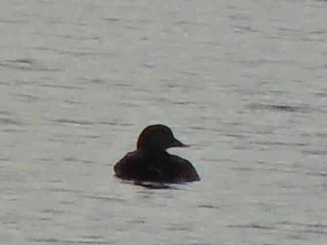 Black Scoter - ML186344721