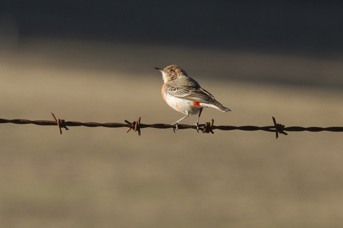 Crimson Chat - ML186345851