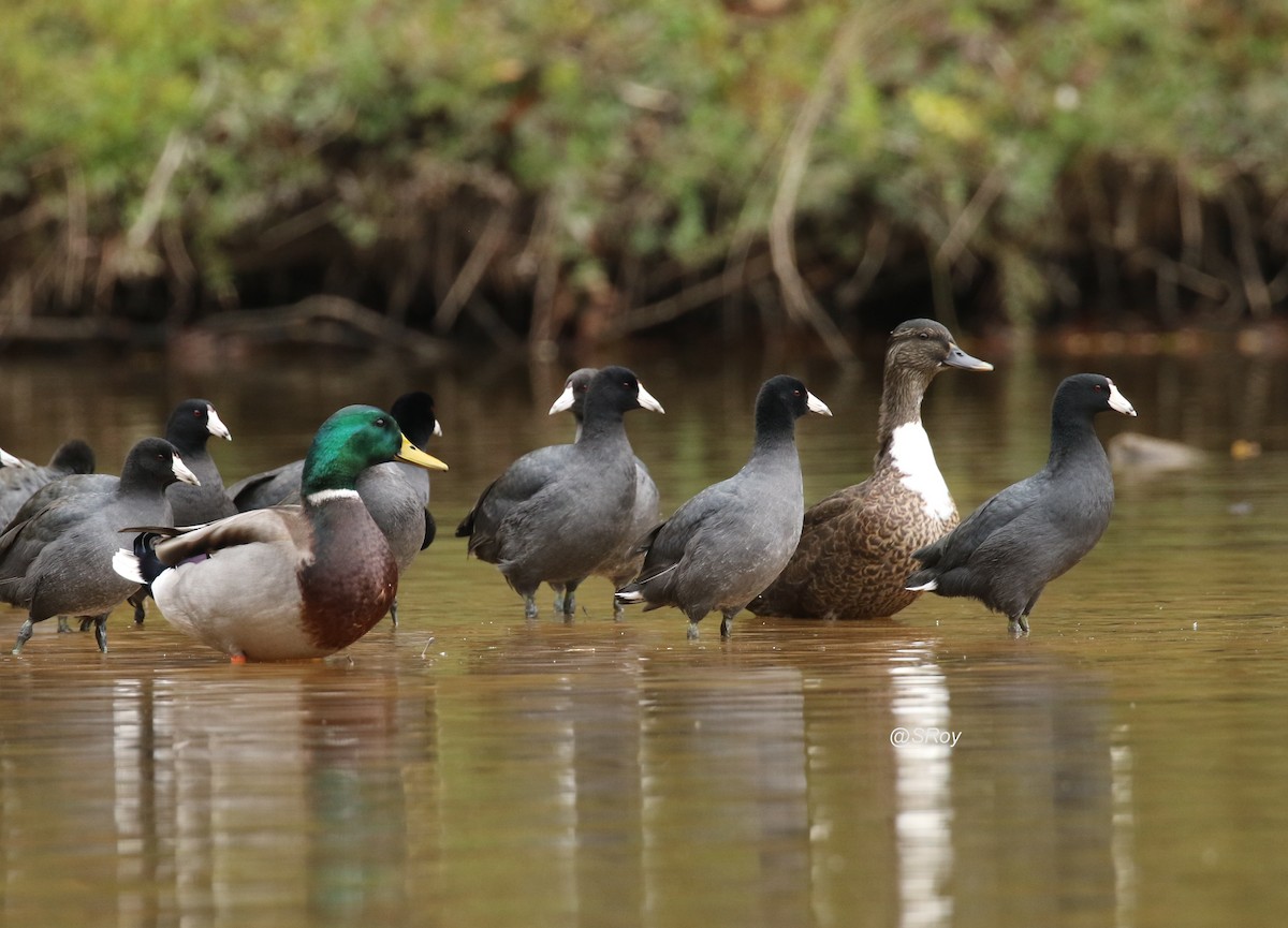 American Coot - ML186347211