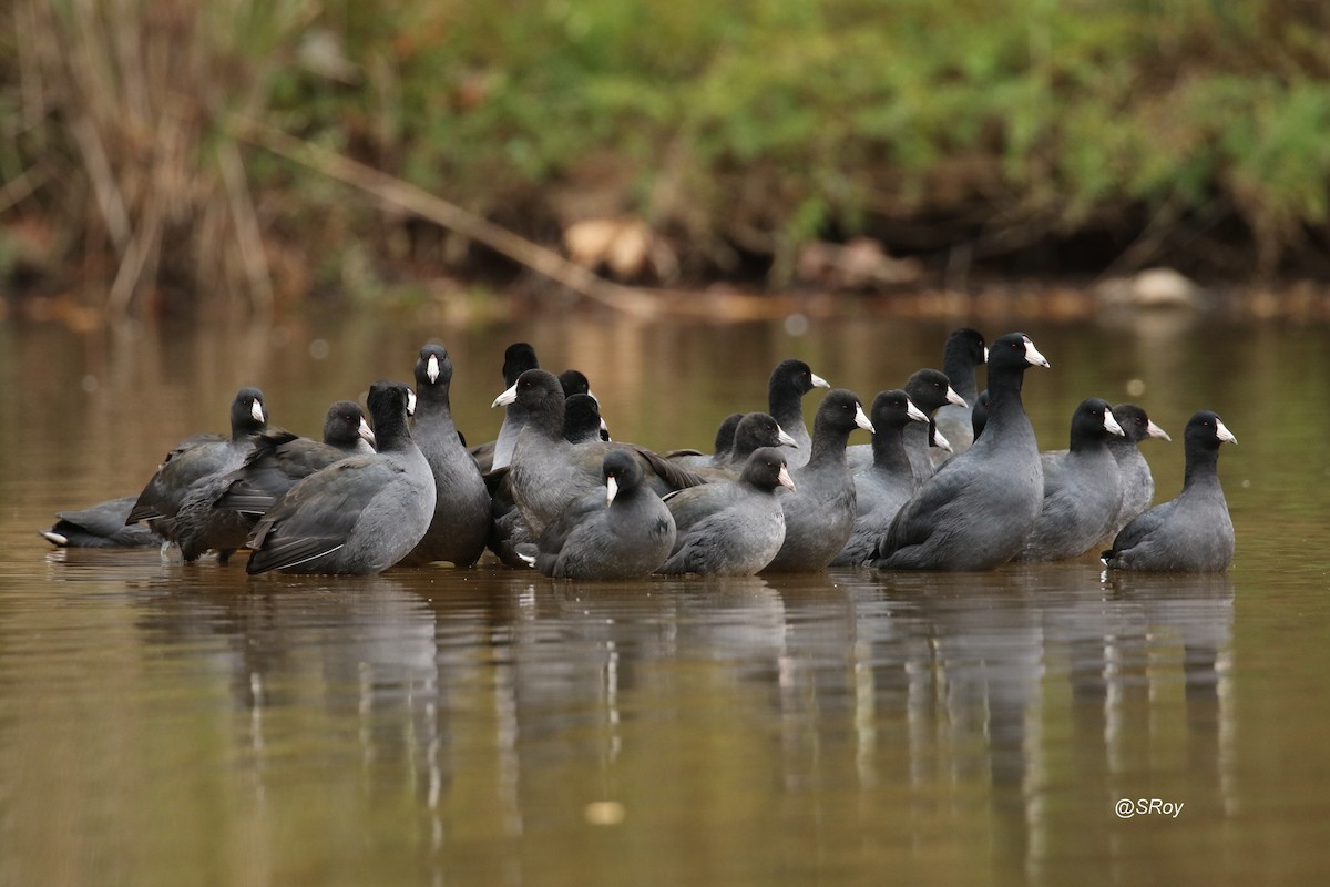 American Coot - ML186347341