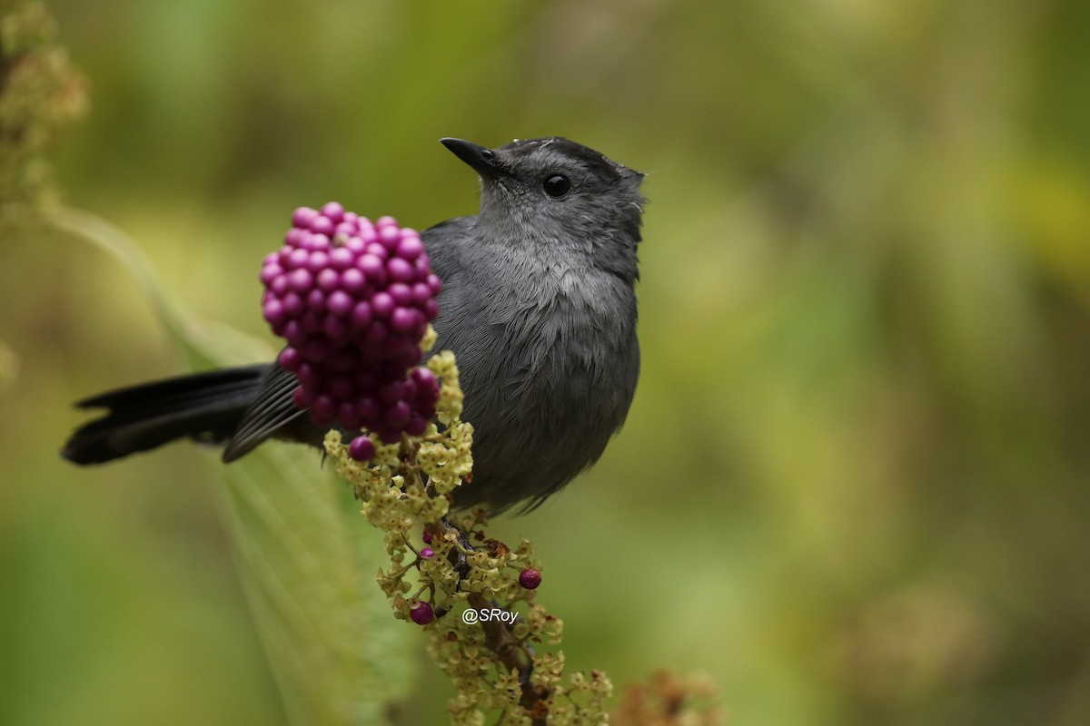 Gray Catbird - ML186347601