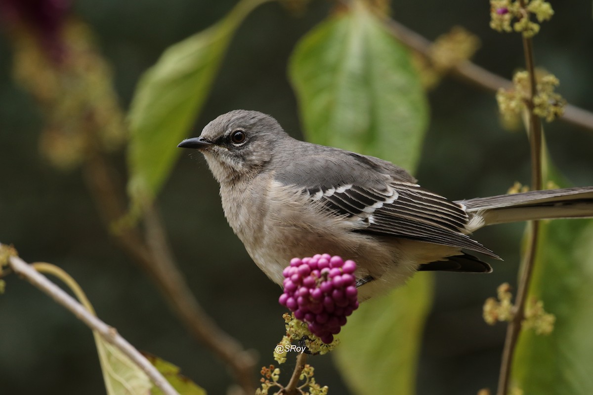 Northern Mockingbird - ML186347821