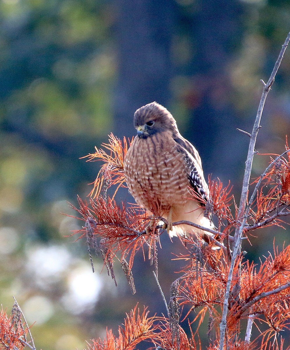 Red-shouldered Hawk - ML186349341