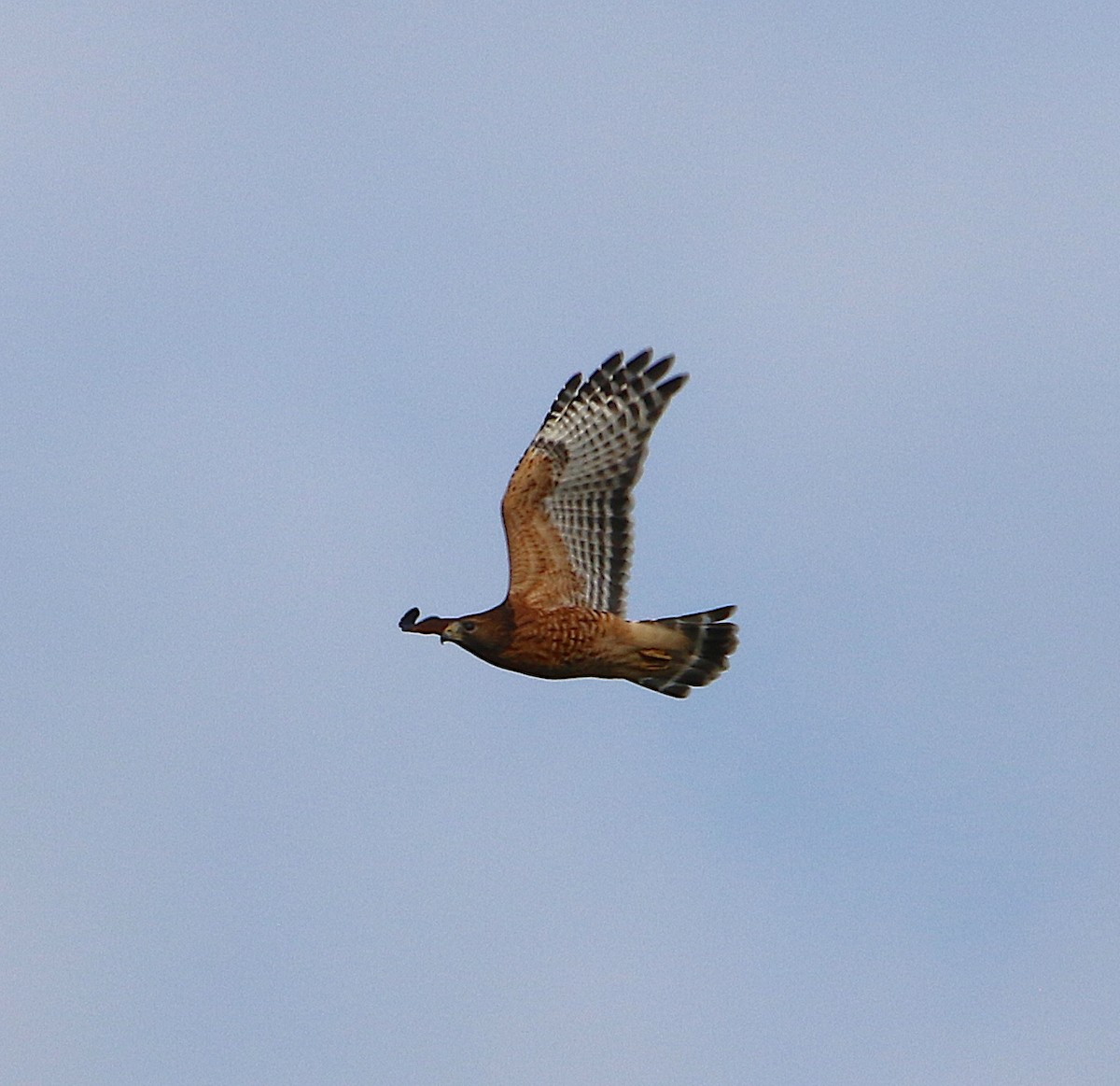 Red-shouldered Hawk - ML186349351