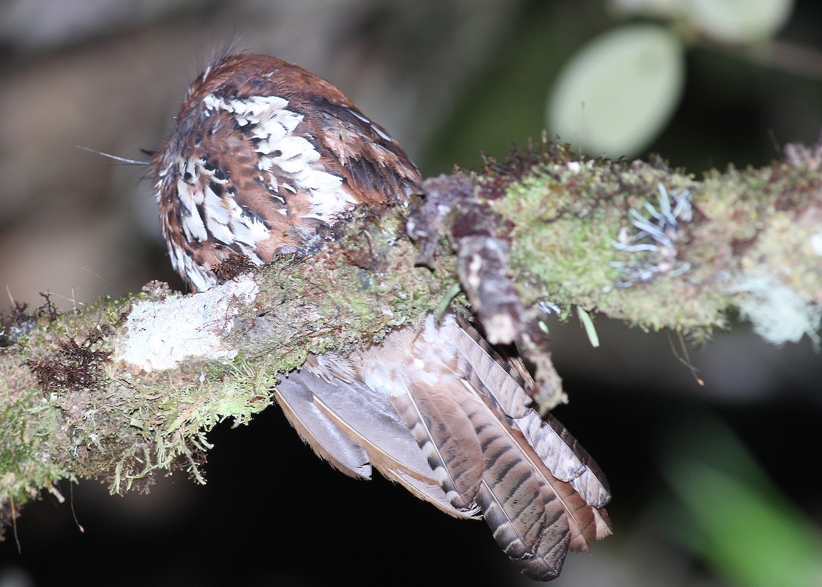 Feline Owlet-nightjar - Ashley Banwell