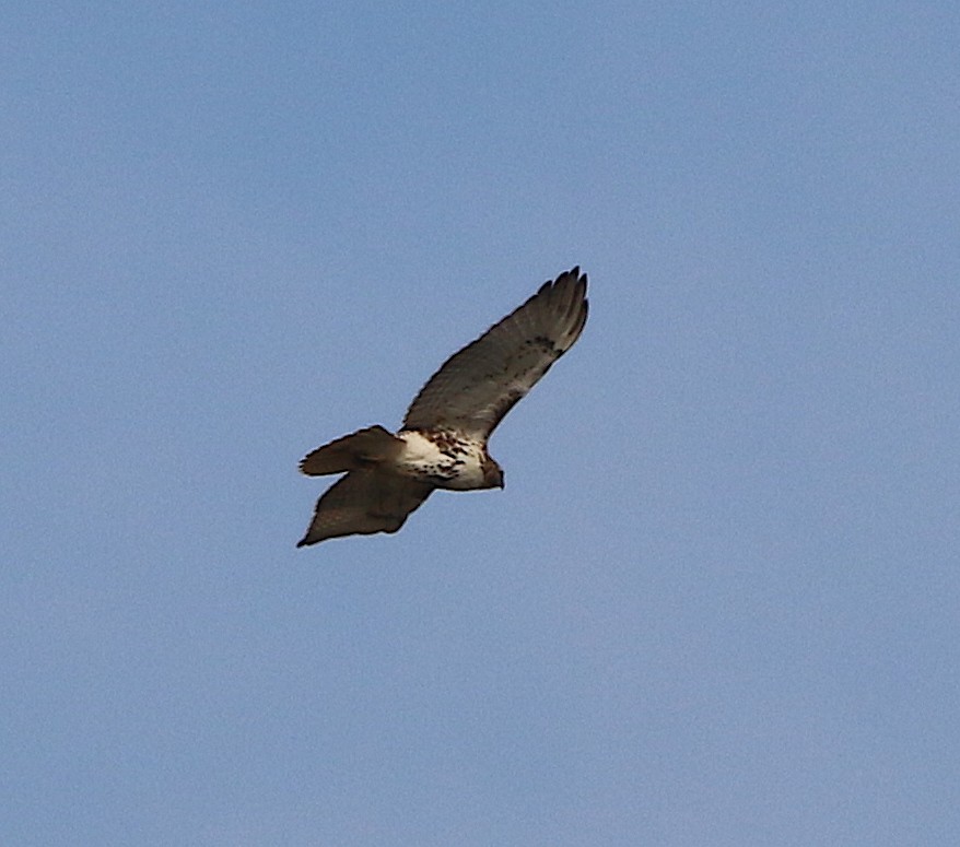 Red-tailed Hawk - ML186349411