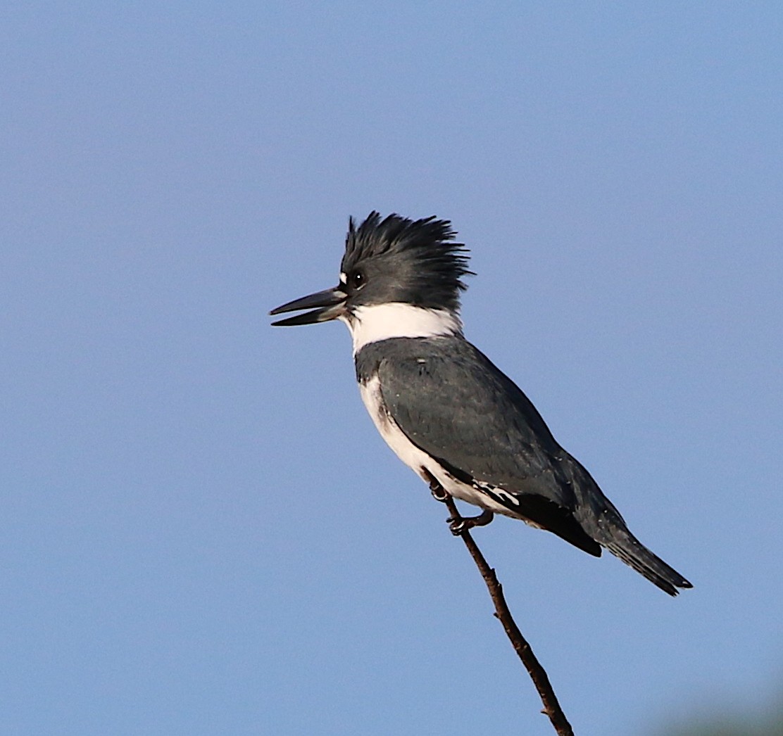 Belted Kingfisher - ML186349431