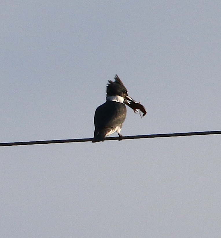 Belted Kingfisher - ML186349451