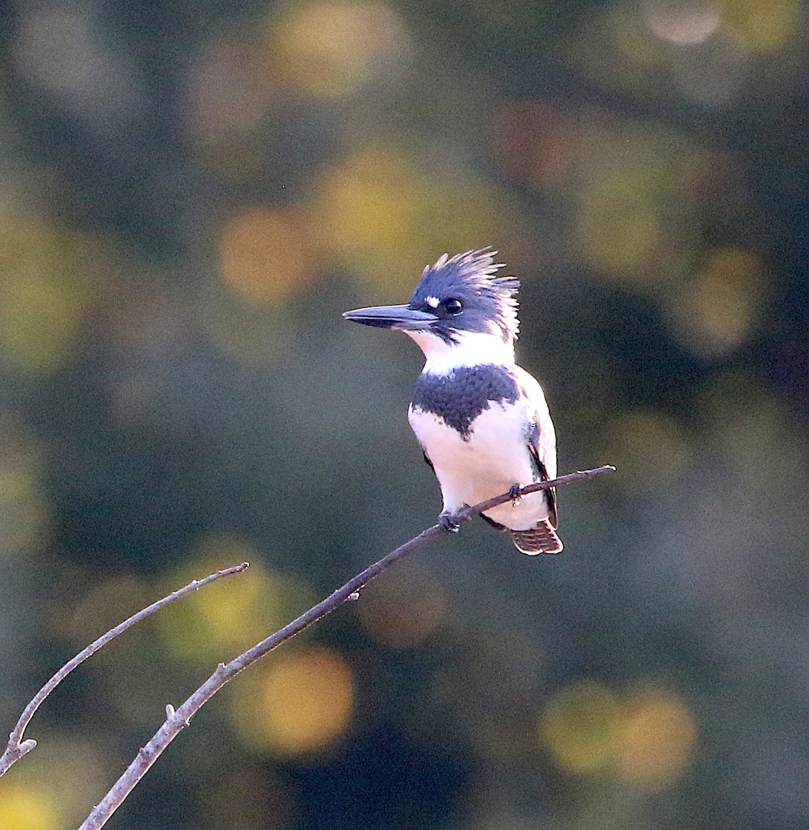 Belted Kingfisher - ML186349501