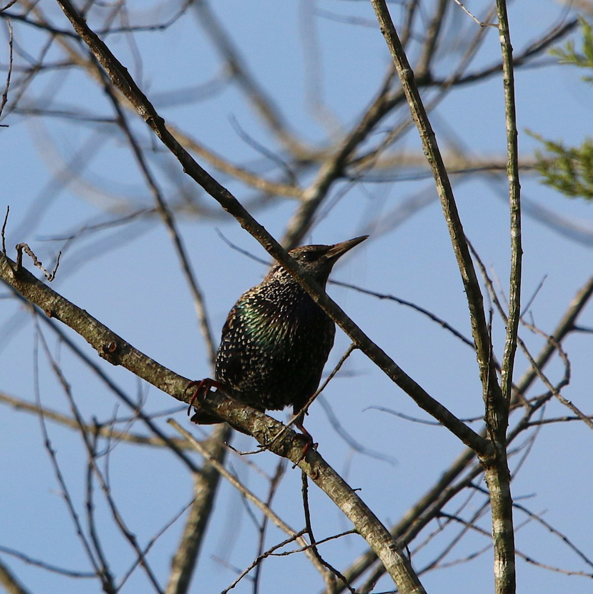 European Starling - ML186349601