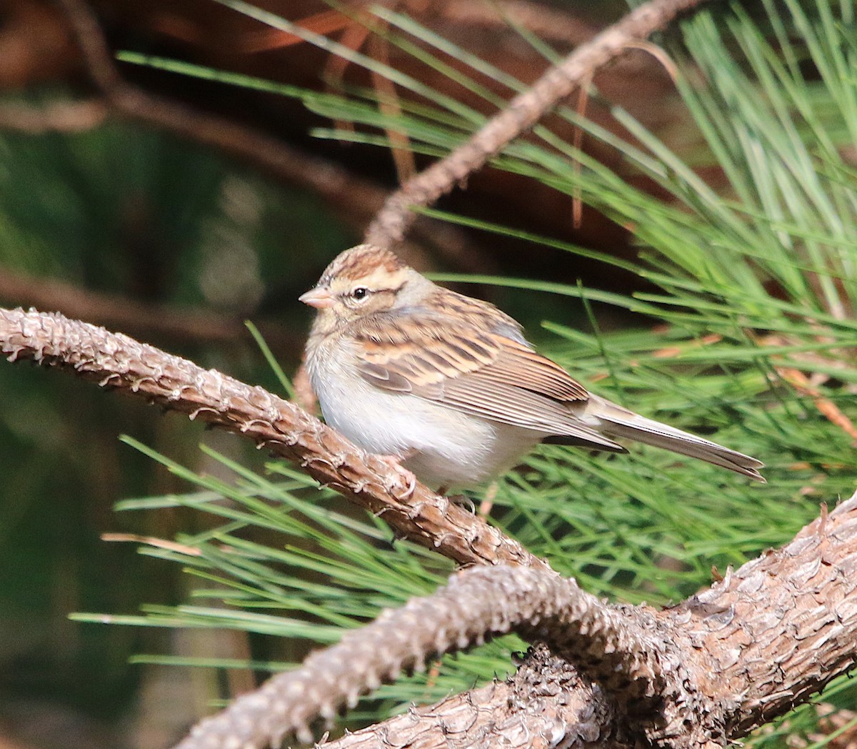 Chipping Sparrow - ML186349721