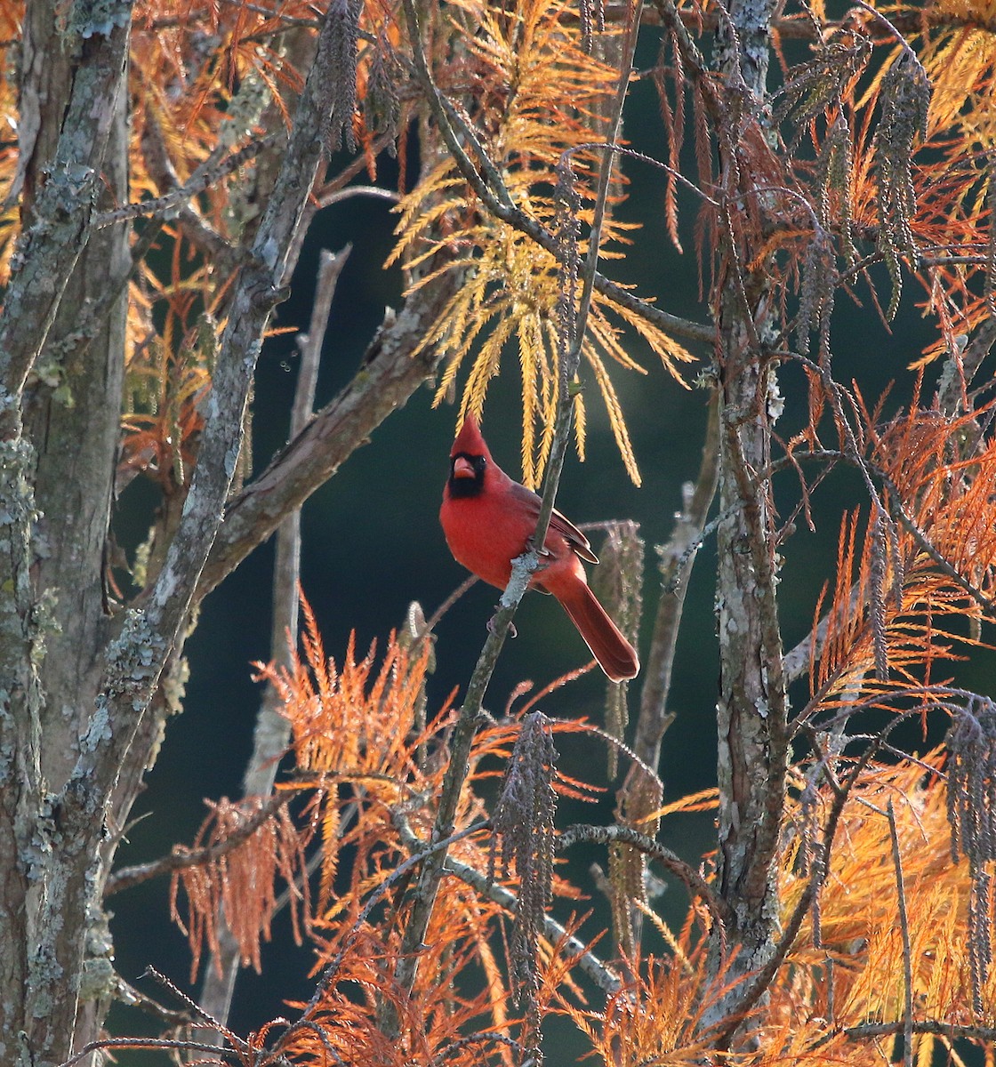 Northern Cardinal - ML186349841
