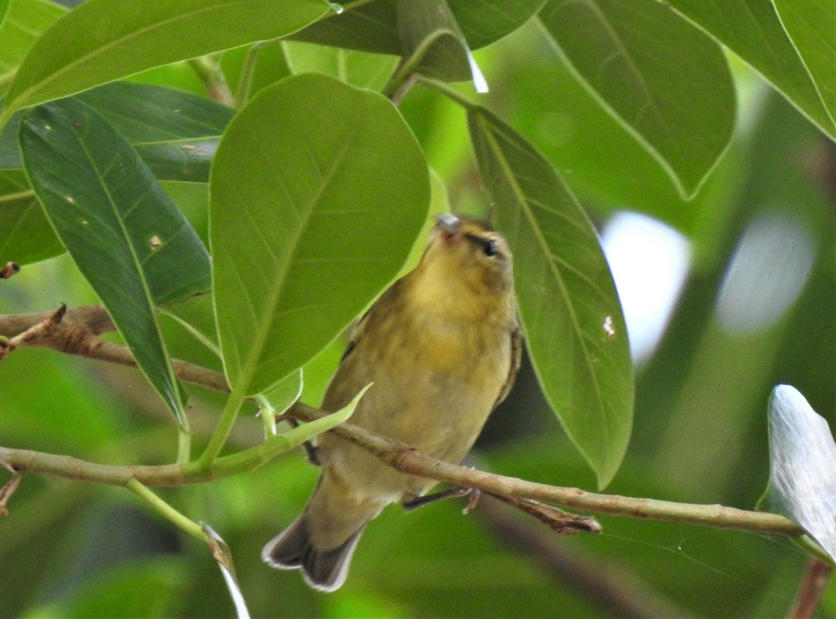 Tennessee Warbler - david gabay