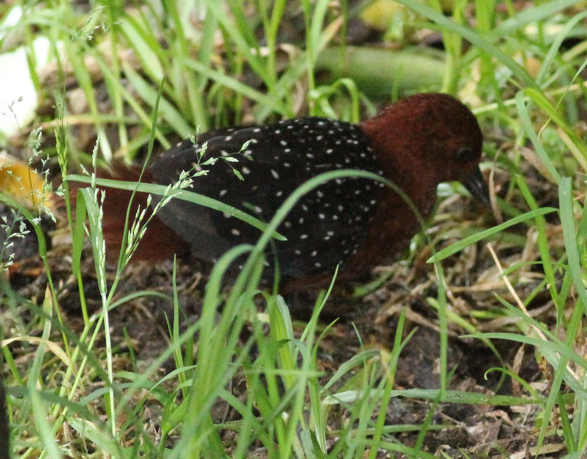 Chestnut Forest Rail - ML186351261