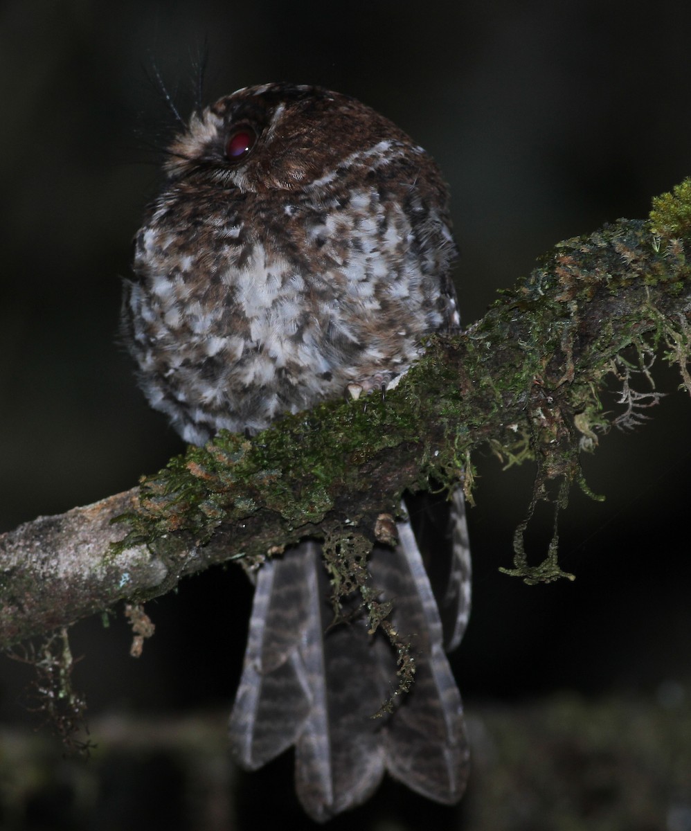 Mountain Owlet-nightjar - Ashley Banwell