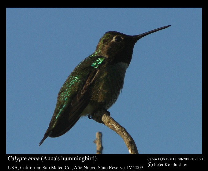 Colibrí de Anna - ML186351921