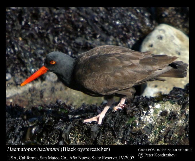 Black Oystercatcher - Peter Kondrashov