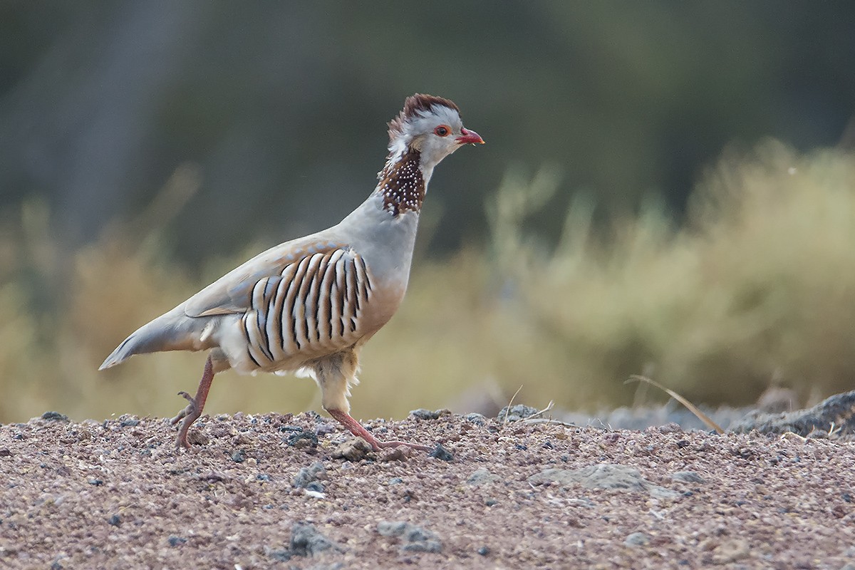 Barbary Partridge - Miguel Rouco