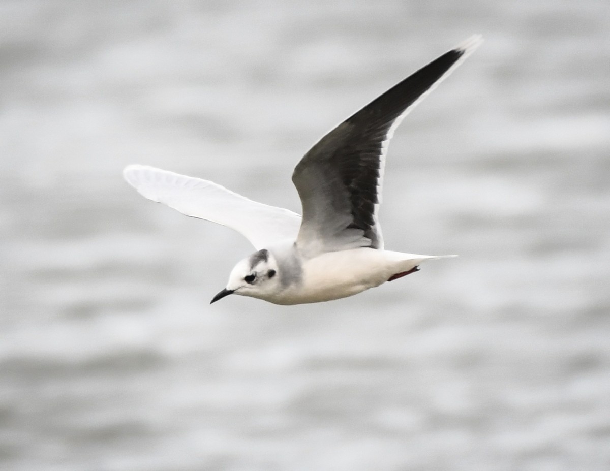 Little Gull - josh Ketry