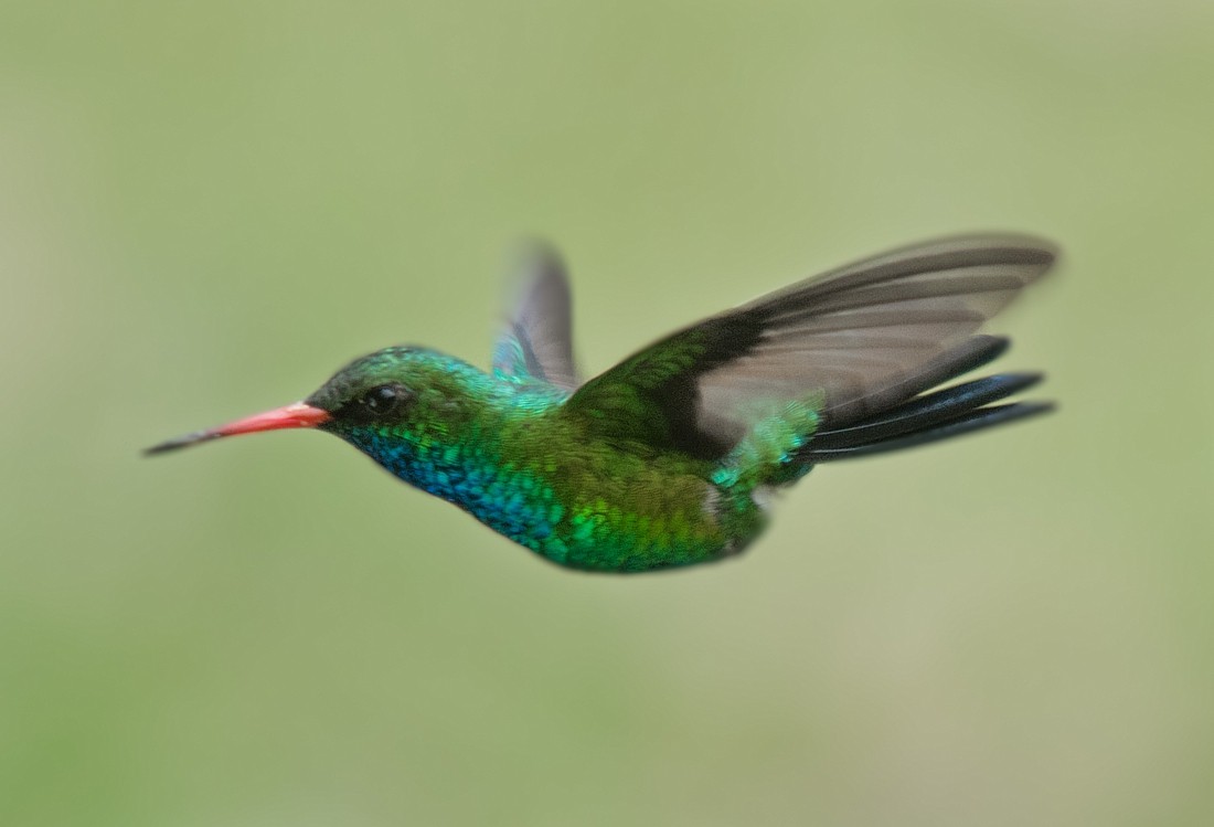 Glittering-bellied Emerald - ML186355121