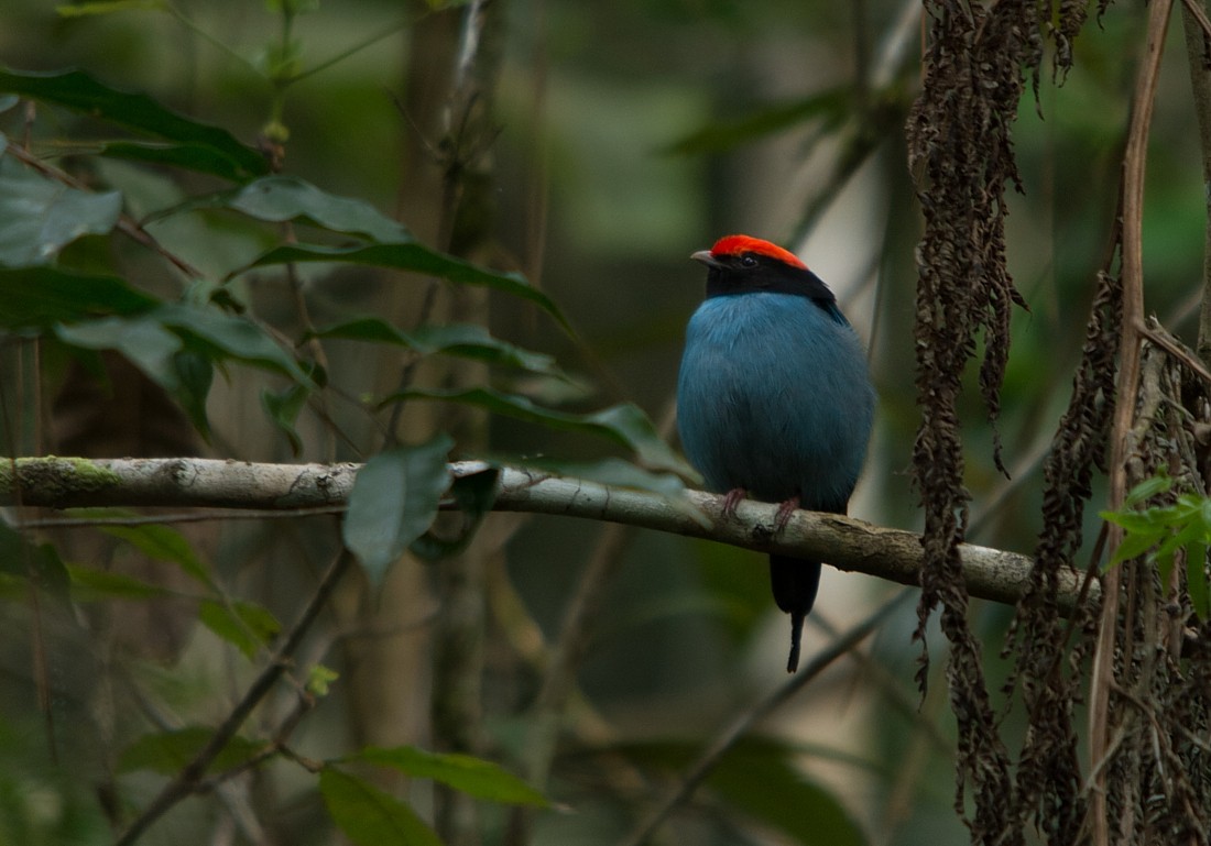 Swallow-tailed Manakin - ML186355241