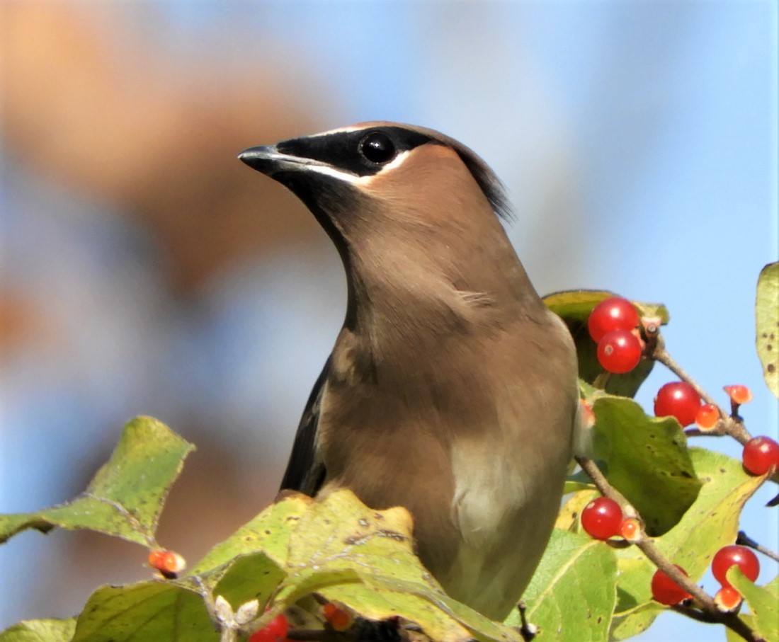 Cedar Waxwing - ML186355361