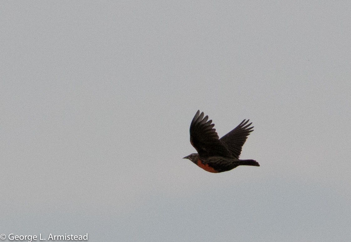 Pampas Meadowlark - ML186355481