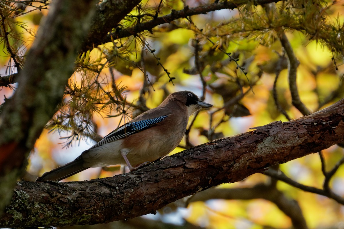 Eurasian Jay - David Wright