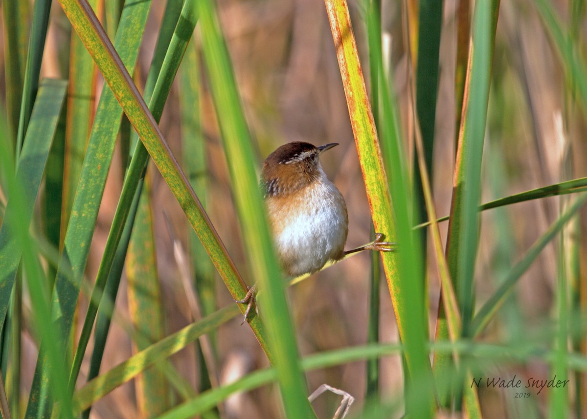 Marsh Wren - N. Wade Snyder