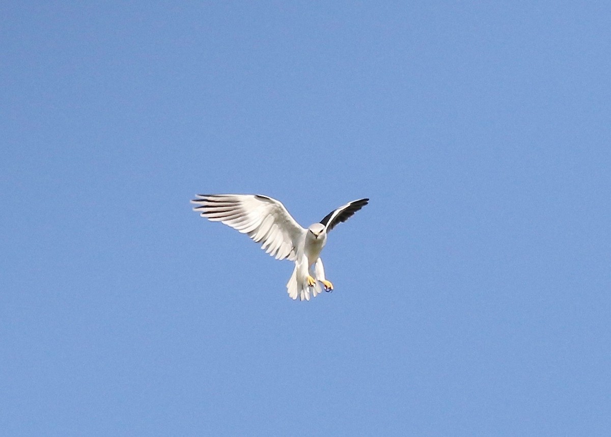 Black-winged Kite - ML186358391