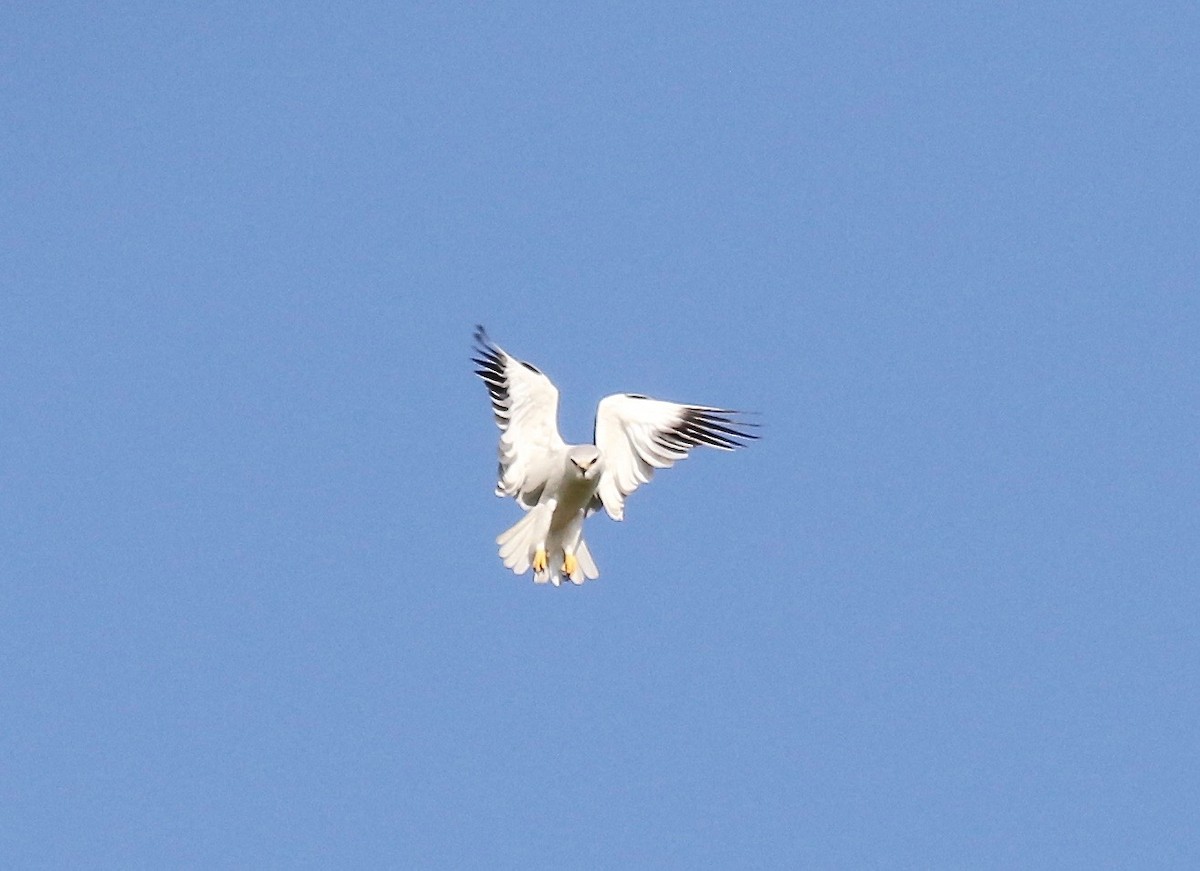 Black-winged Kite - ML186358401