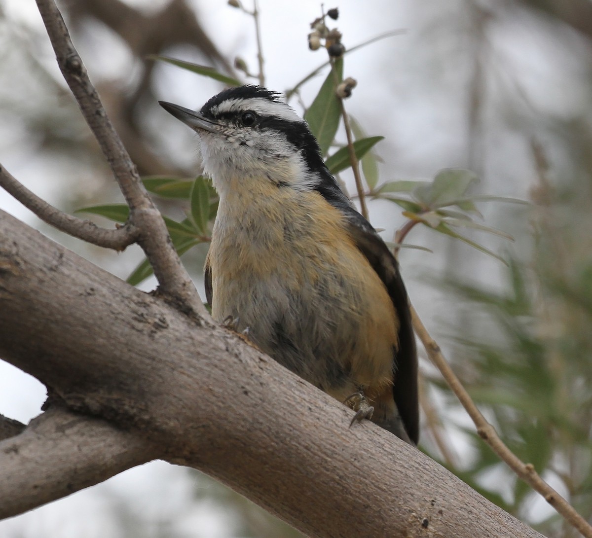 Red-breasted Nuthatch - ML186358551