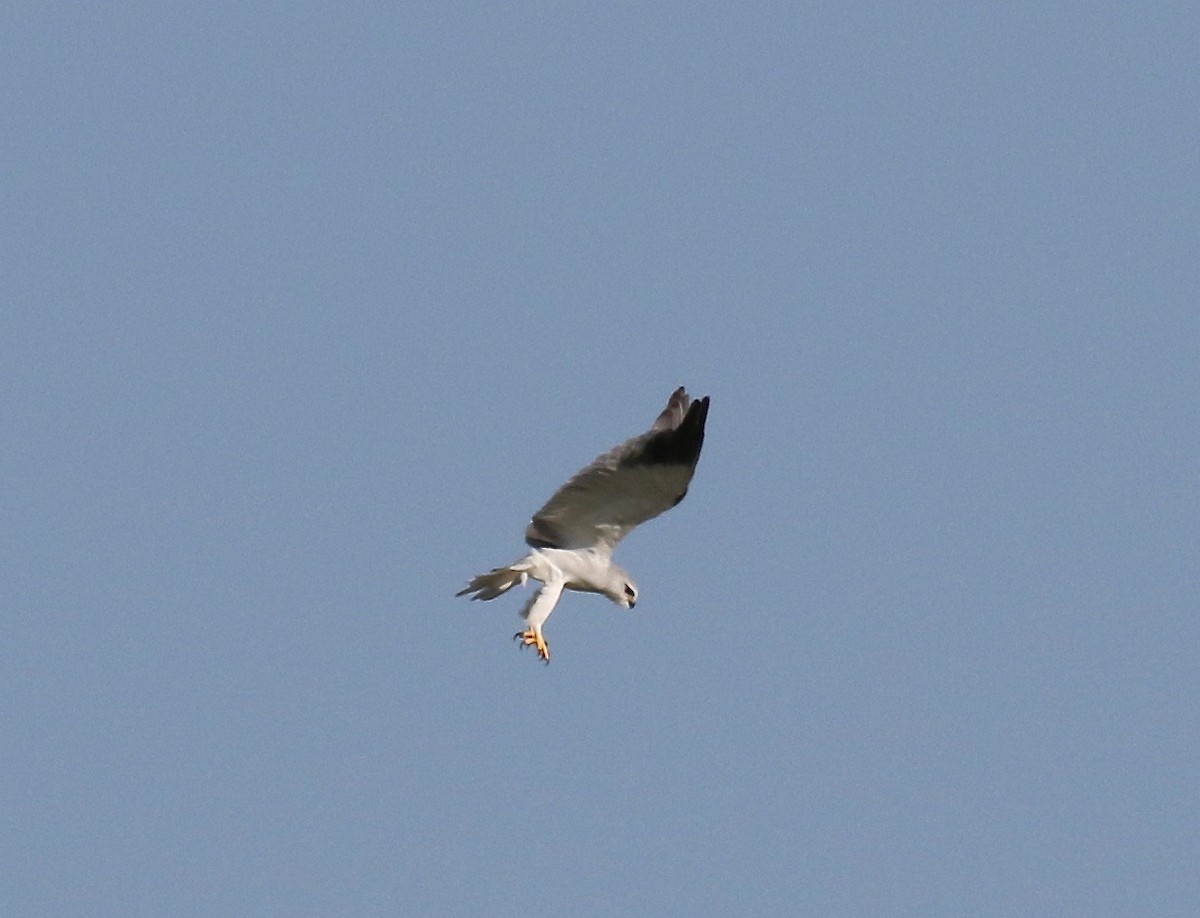 Black-winged Kite - ML186358821