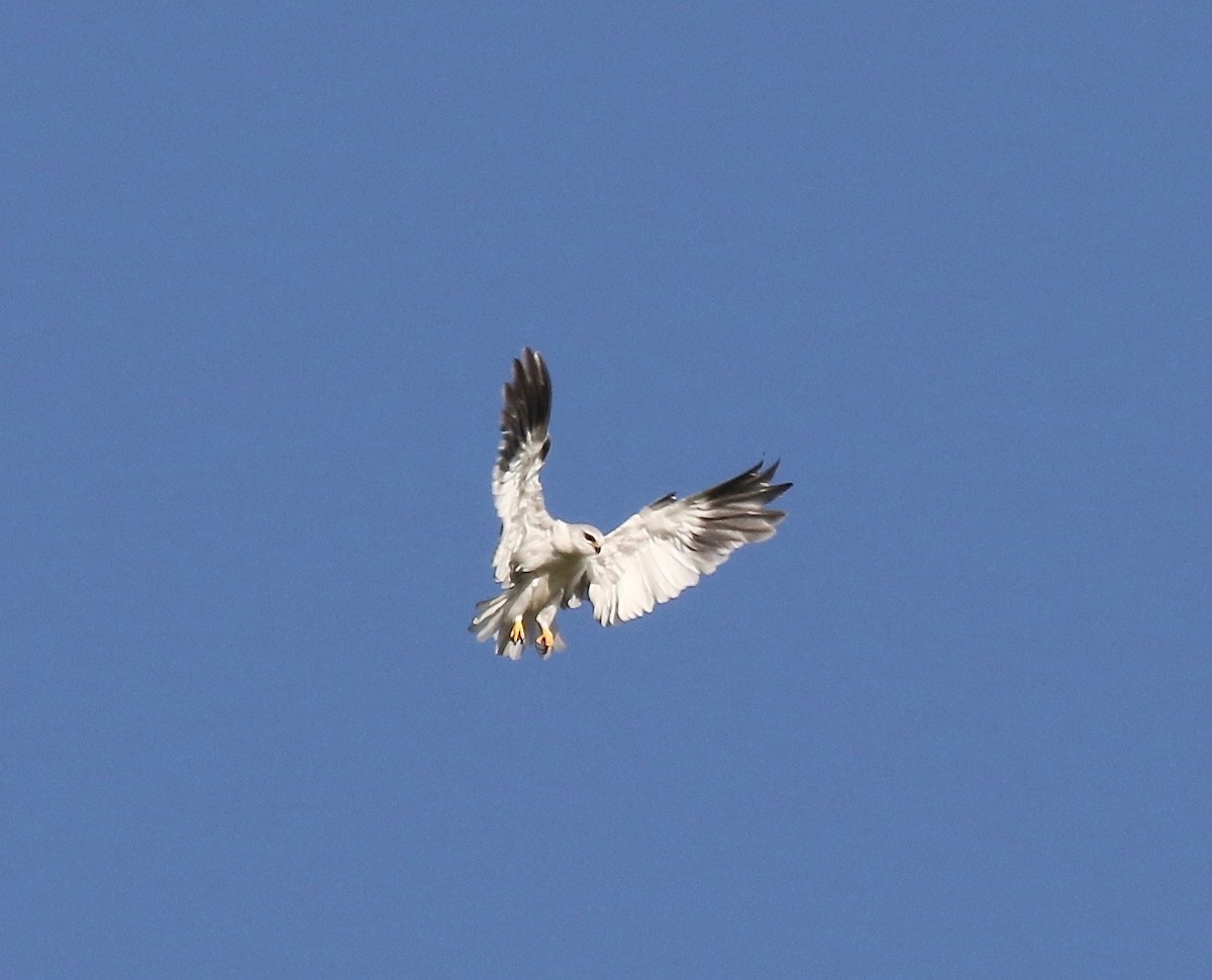 Black-winged Kite - ML186358841