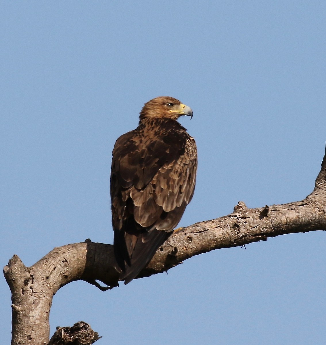 Aquila rapace - ML186360021