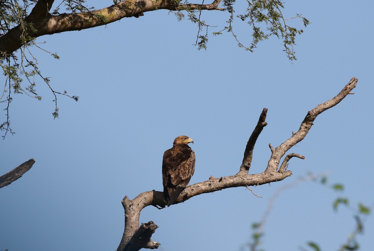 Aquila rapace - ML186360041