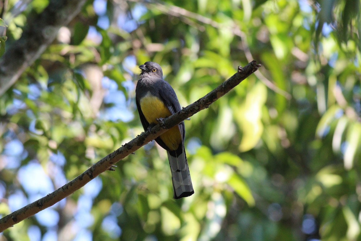 trogon žlutobřichý - ML186360101