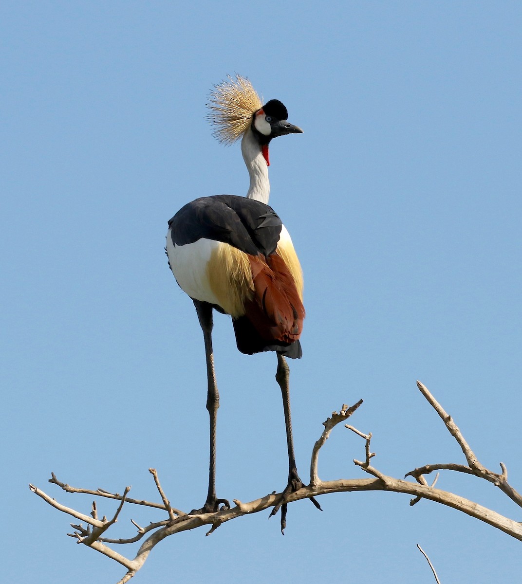 Gray Crowned-Crane - Sandy Vorpahl