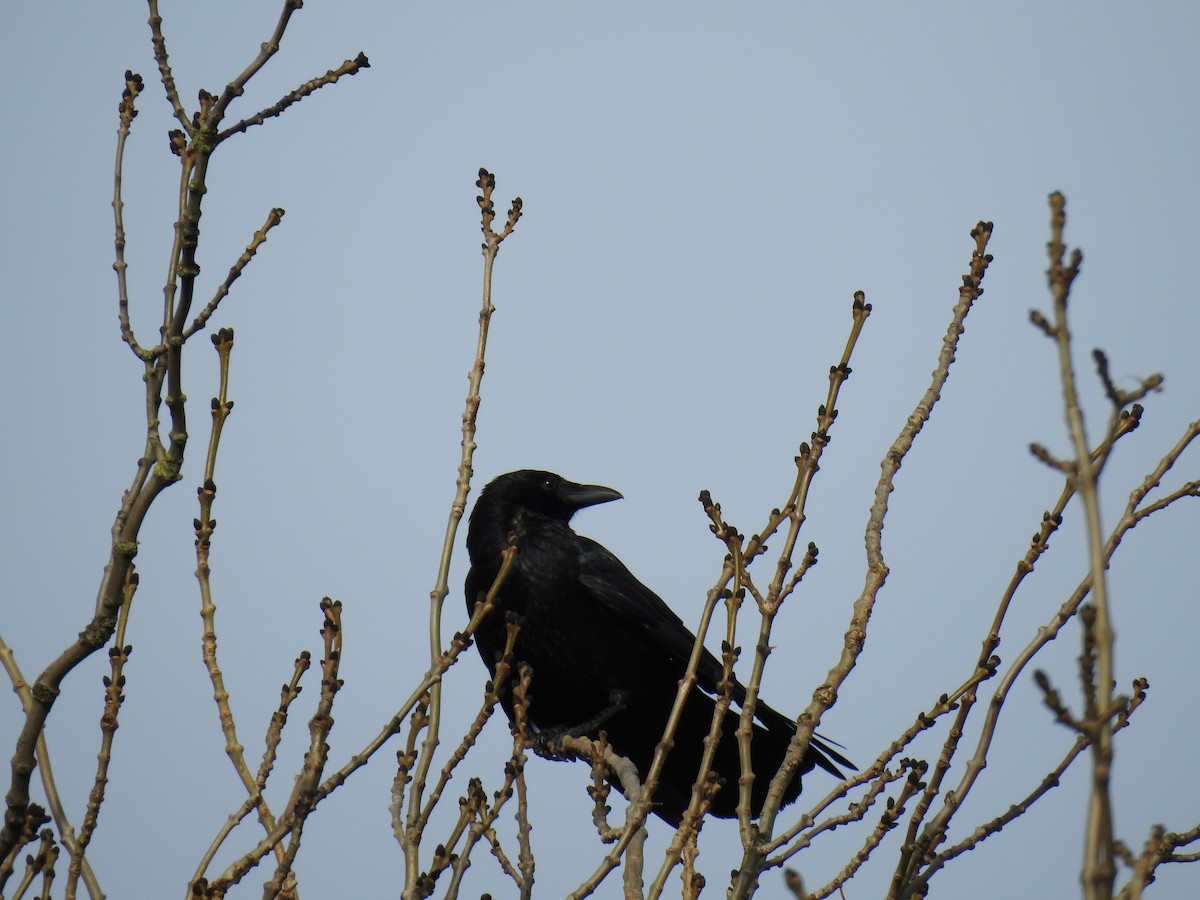 Carrion Crow - ML186361991