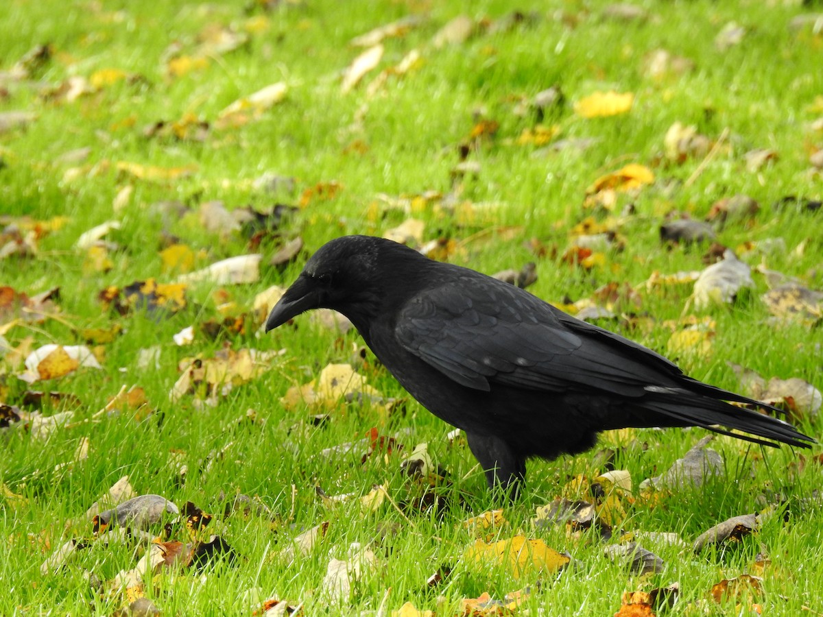 Carrion Crow - ML186362031